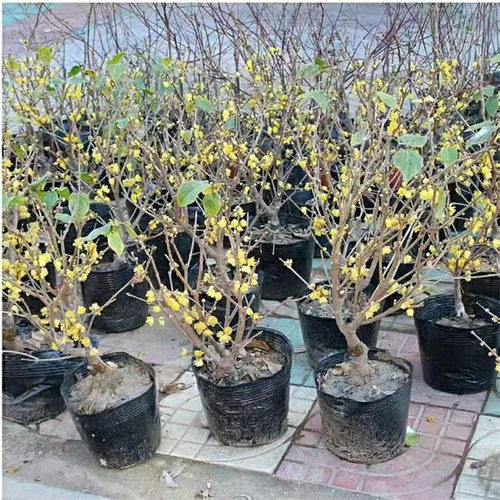 Winterplumseedlingswithfl