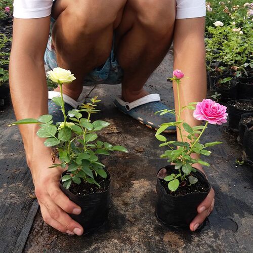 Newjuicebalconyroseseedli