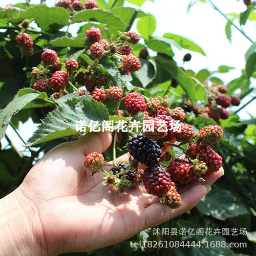 American Blackberry Seedlings Triple Crown Black Raspberry