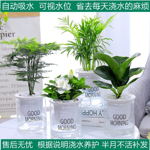 NewSmallPotGreenPlantsGr
