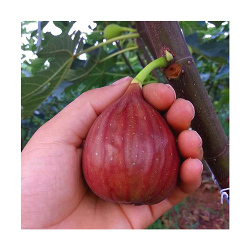 BojiRedFruitSeedlingsBoji