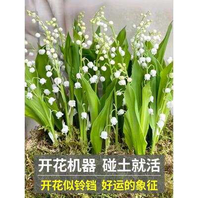 Bellflower seedlings potted, cold resistant green plants wi