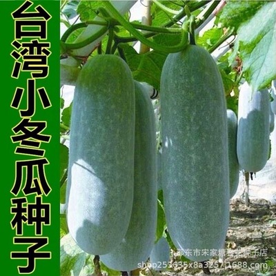Taiwan Small Winter Melon Solid Small Winter Melon Seeds Mi