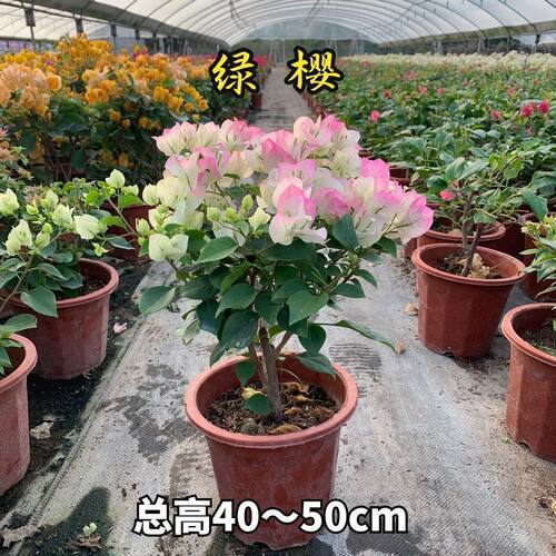 NewTrianglePlumwithFlower