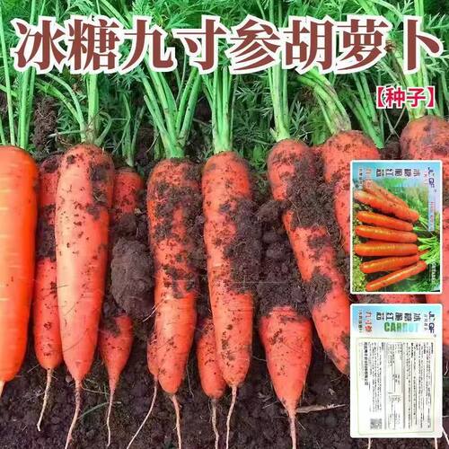九寸参胡萝卜种子萝卜籽胡萝卜籽