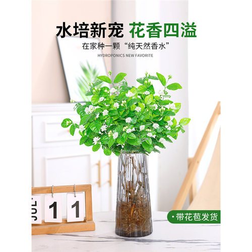 Jasmineplantpotlivingroom
