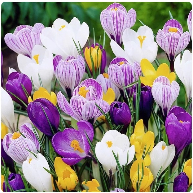 Saffron bulbs, seeds, indoor and outdoor potted flowers, sa