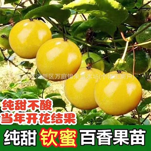 Baiqinmi No. 84 BaiBrazil Baiguo Seedlings Baiguo Seedlings