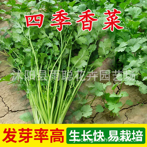 菜种子易种耐热农家田地盆蔬菜种