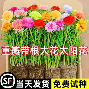 Sunflower seedlings, large flowers, and old stakes are suit
