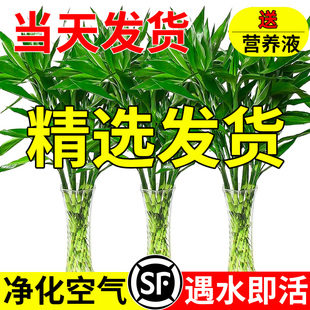 New Dracaena sanderiana Living Room Wants to Get Rich Bambo
