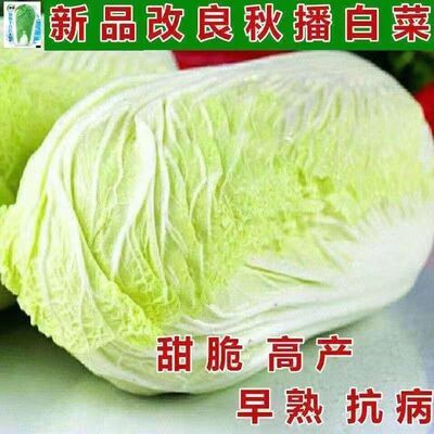 十八斤白菜王种子北京新三号早熟