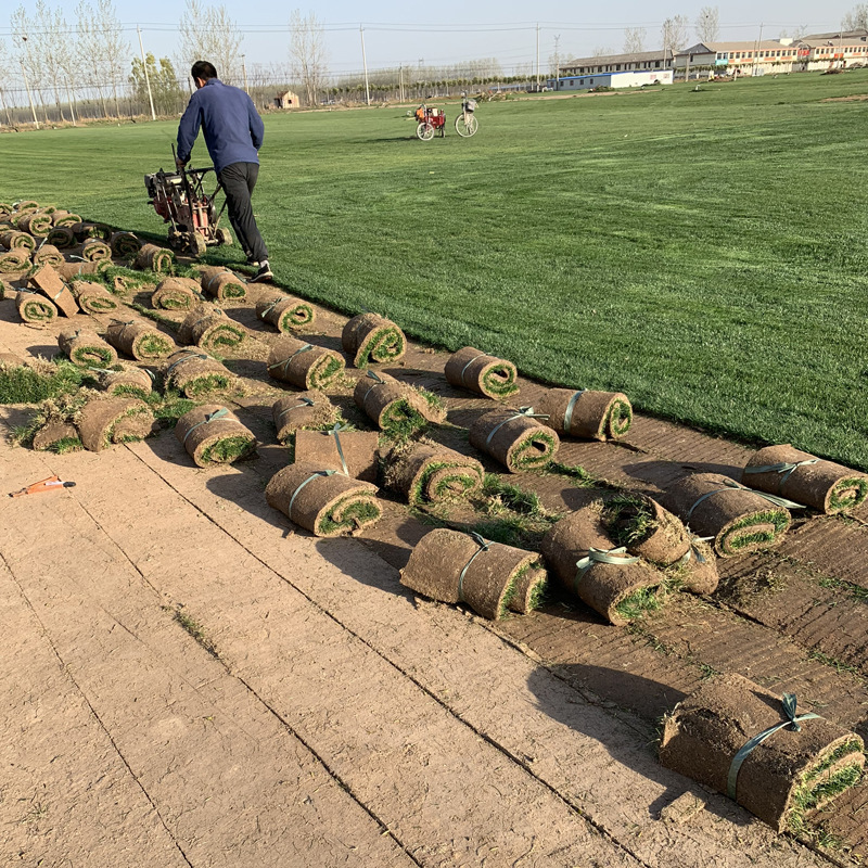 Green turf, real grass engineering, lawn with soil, no need