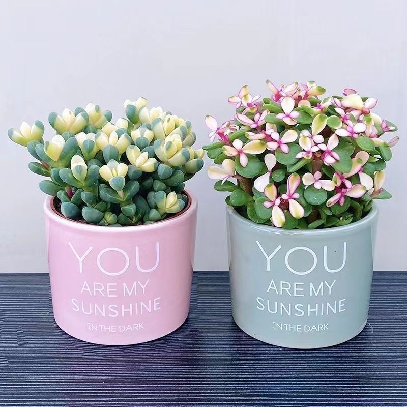 Golden branches, jade leaves, succulent flowers, plants wit