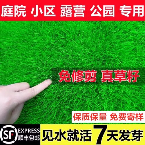 Lawn grass without trimming, slope protection, dog tooth ro