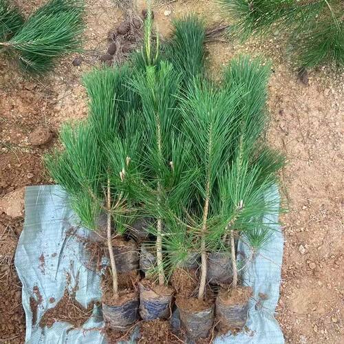 Greeningseedlingssmallseed