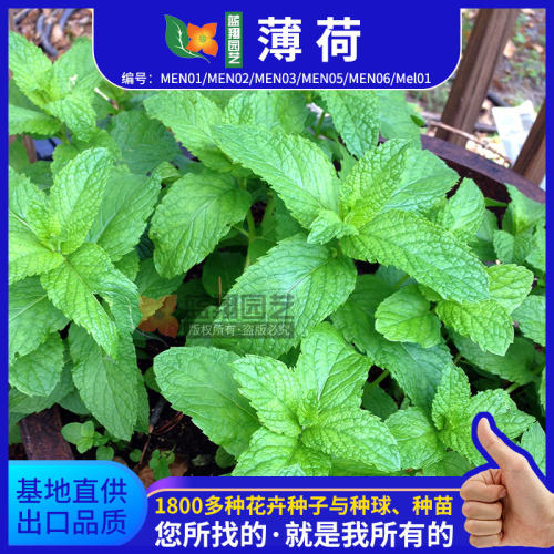 Liulan Edible Lemon Peppermint Aromatic T-shirt Short Sleev