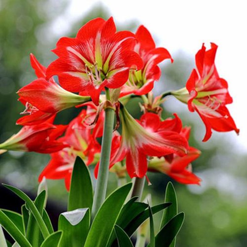 Red topped red corms paired with lotus, southern gentleman,