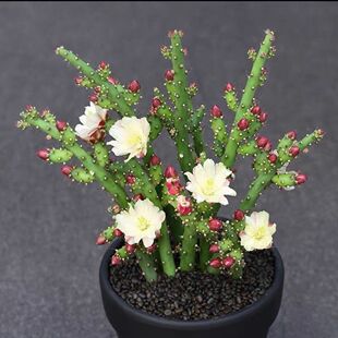 Peony Fan Beauty Fairy Ball Palm Succulent Plant Pot Deer A