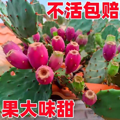 Eating Results: Cactus Pagoda Yellow Spiny Rice Bunta Cactu