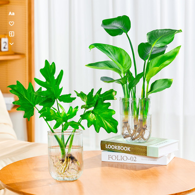 Pure water cultivation for indoor plants, easy to maintain