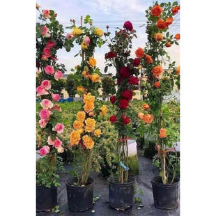 Rose Seedlings, Large Seedlings,