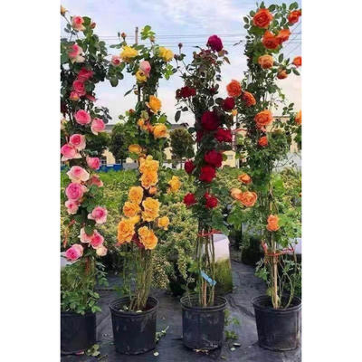 Rose Seedlings, Large Seedlings,