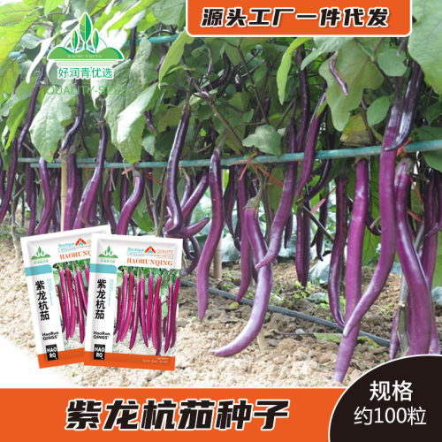 Purple Dragon Hangjia Purple Red Long and Thin Eggplant Han