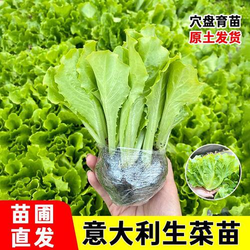 New Italian lettuce seedlings with seedlings, fresh and col