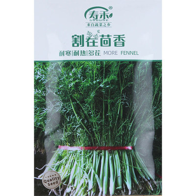 割茬小茴种子苗回盆种籽农家南方