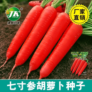 Red Crown Seven inch Ginseng Carrot Red Countryside Easy Ve