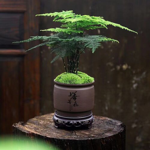 WenzhuPotIndoorPlantsLivi