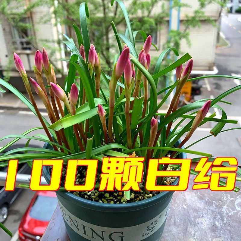 Wind and rain, planting balls, blooming all year round, str