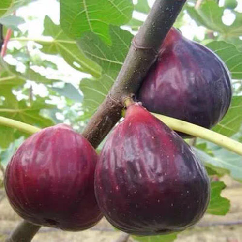 Figseedlingsareparticularl