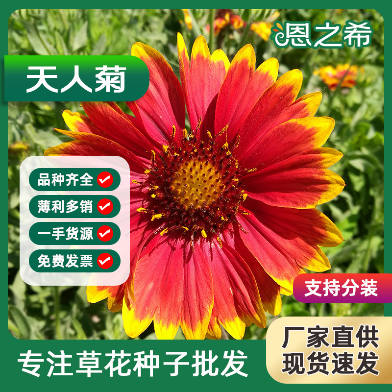 Tianren Chrysanthemum Seeds Perennial Perennial Roots Tianr