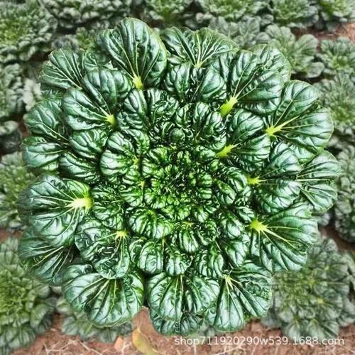 Black Heart Wuta Vegetables Health Vegetables Heart Vegetab