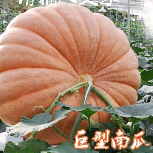 Giant Large Pumpkin Vegetable Original T-shirt Moisturizing