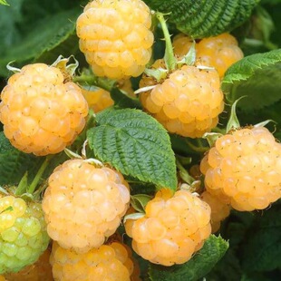 New Yellow Vine, Yue Berry, Raspberry, Fruit Berry, Balcony