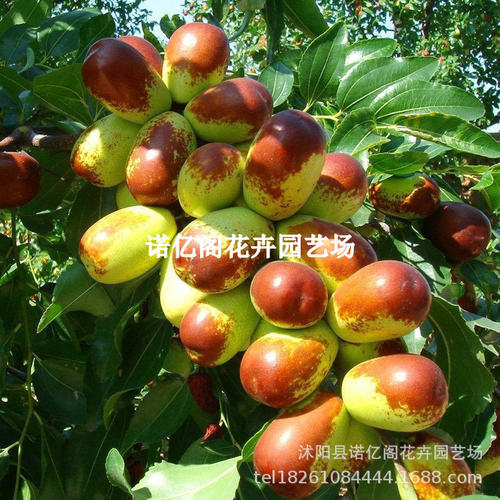 Winter jujube seedlings, second-generation Zhanhua jujube s