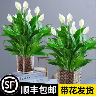 New white palm smooth sailing pot, plants for living room,