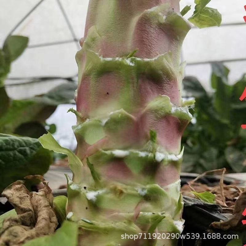Hanging silk red asparagus seeds, crispy and fragrant red a