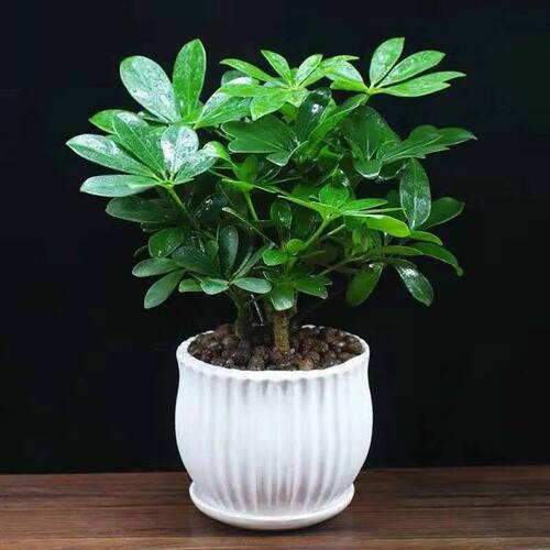Duckfootedwoodenpotplants