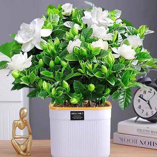 Newgardeniaflowerpotindoo