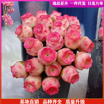 Succulentoldpilepeachplan