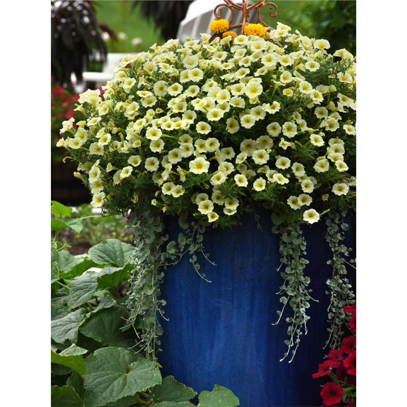 Imported hanging dwarf morning glory seeds, light waves, se