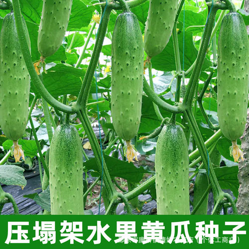 Collapse rack, fruit hanging on rack, cucumber, cucumber, f