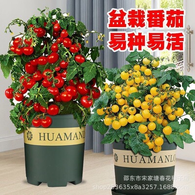 矮生盆番茄种子室内种植西红柿樱