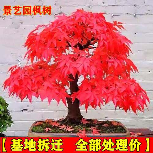 JapaneseRedMapleOldPileT