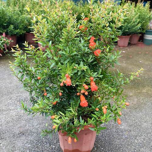 NewPomegranateFlowerPotBo