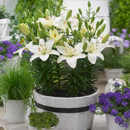 Ballshapedwoodendoorlily